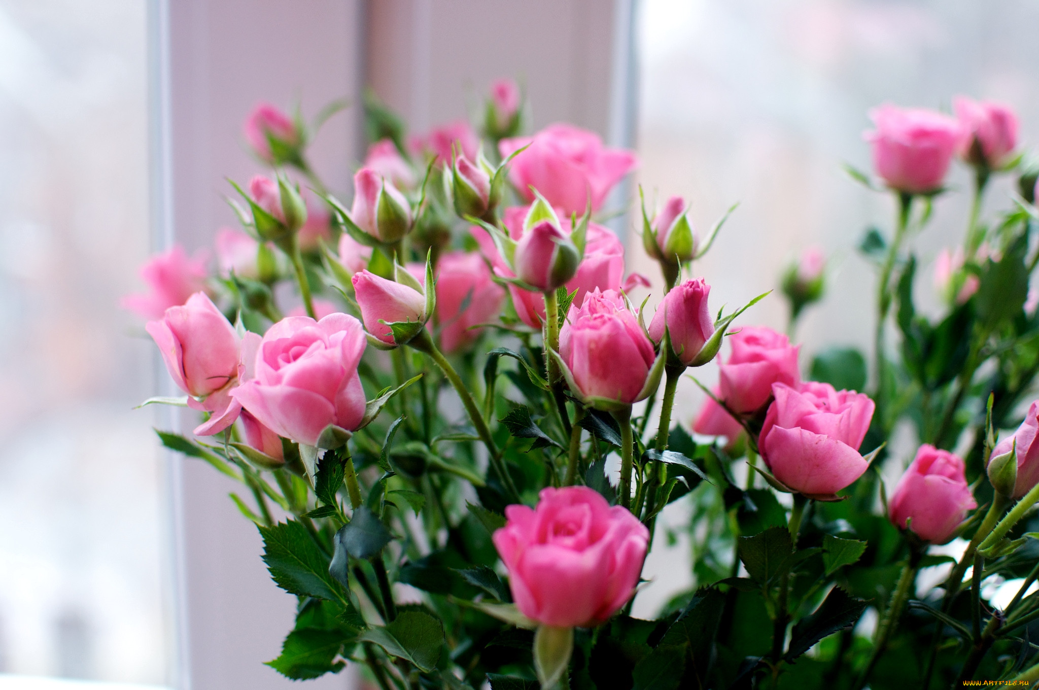 Цветок на ветке много цветов. Розы маленькие бутоны кустовые. Розы маленькие бутончик кустовой.